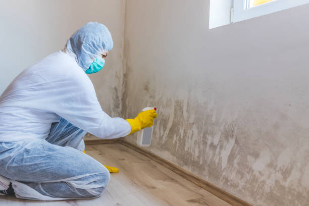 Licensed Basement Mold Remediation service in Landisville, PA - WQB Mold Removal