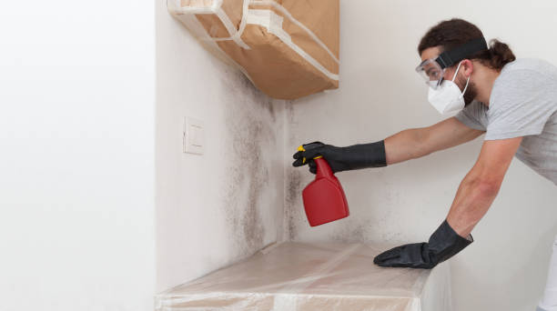 Professional Basement Mold Remediation technician working in Landisville, PA